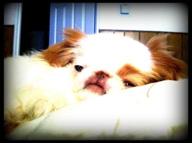 736039_10151161880985756_275652726_o