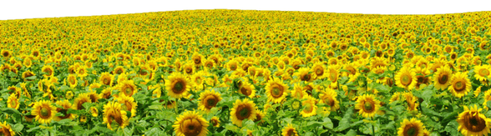 sunflowerfield