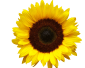 marisa-lerin-sunflower-asset-b