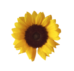 sunflower_png_by_adagem-d6n0t3z