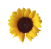 sunflower_png_by_adagem-d6n0t3z