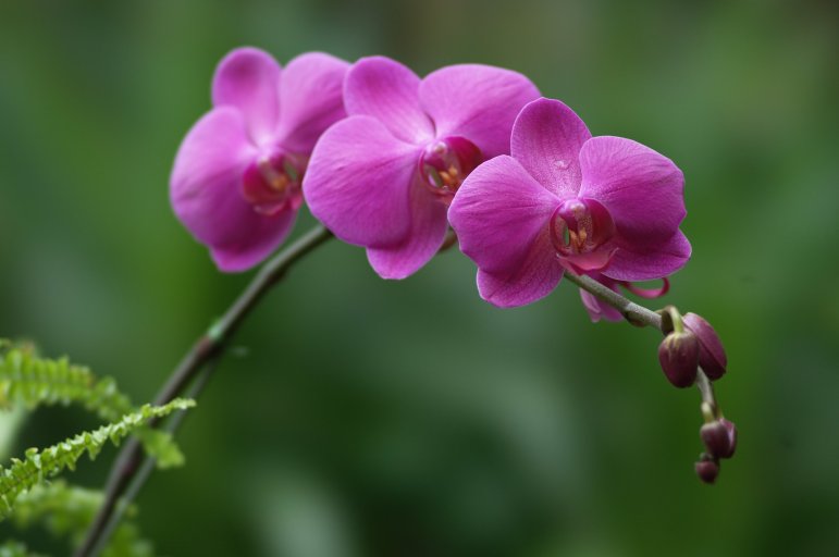 Orchid