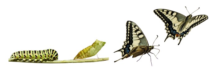 Swallowtail metamorphosis