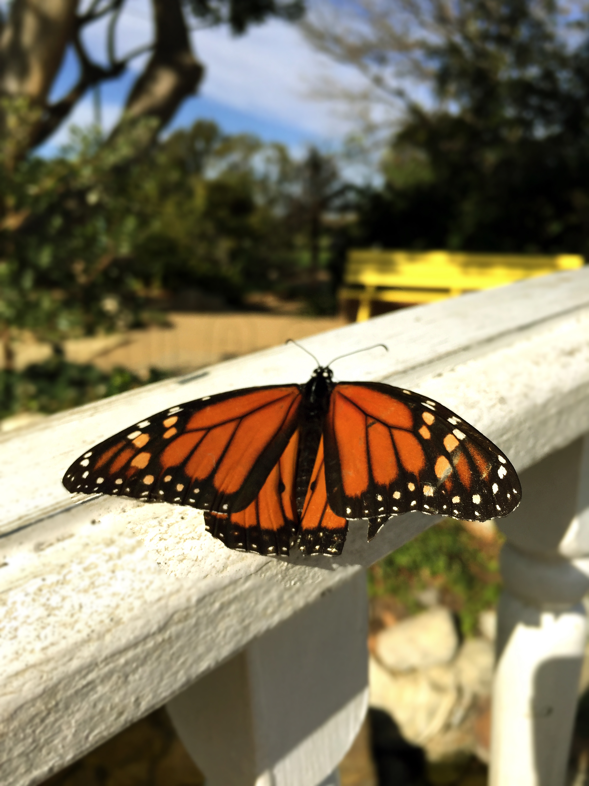 an-ugly-caterpillar-a-butterflys-story