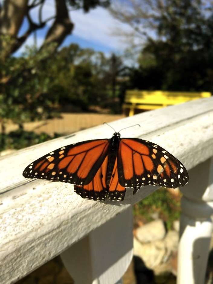 an-ugly-caterpillar-a-butterflys-story